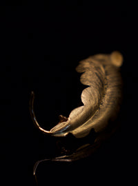 Sculpted Verdant Leaf Pin